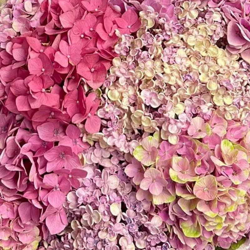 Pink Hydrangea Bouquet