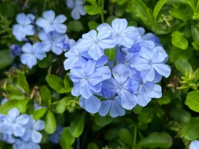 Plumbago Cape Leadplant Plumbago auriculata 10 Seeds  USA Company