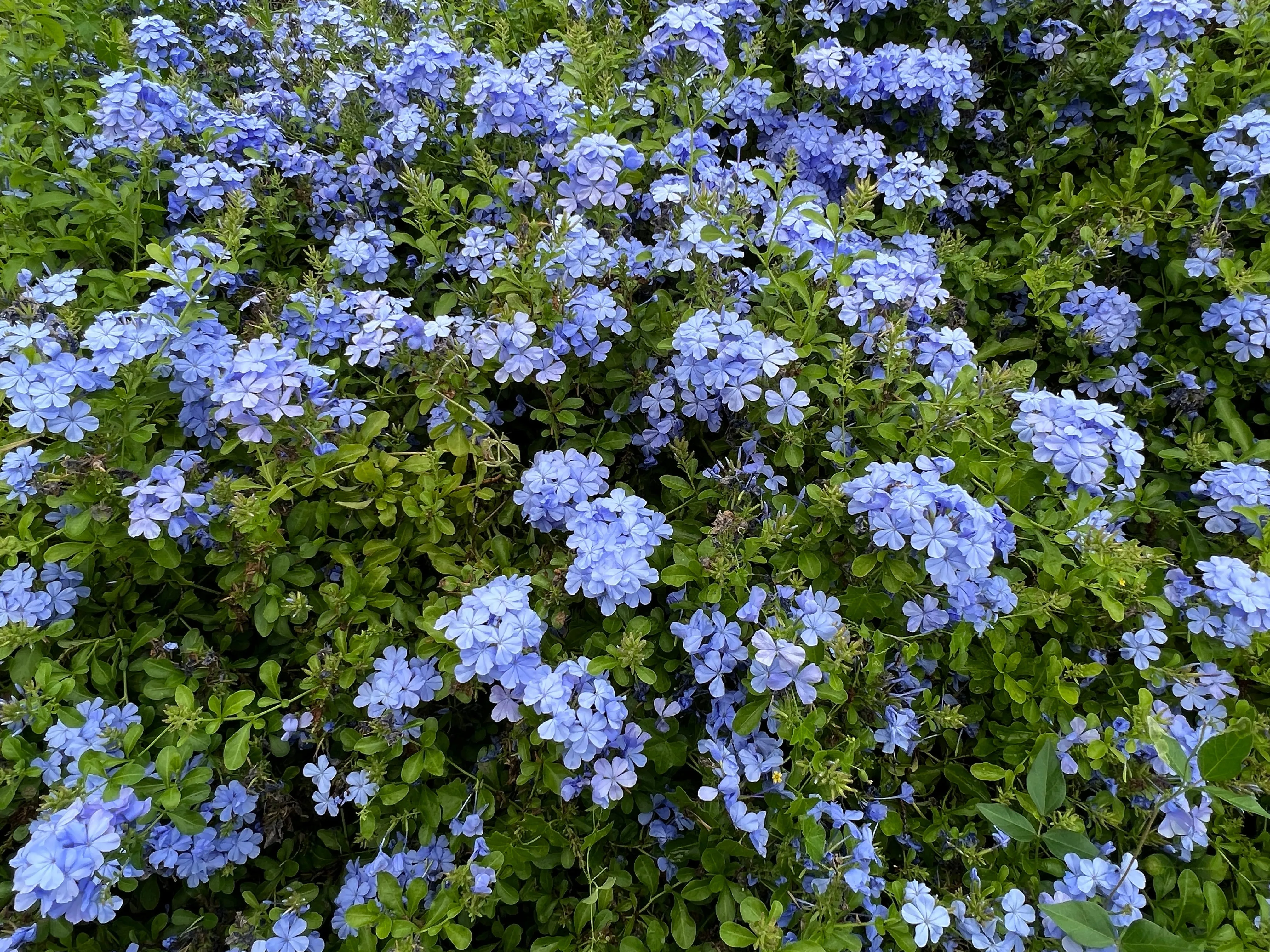 Plumbago Cape Leadplant Plumbago auriculata 10 Seeds  USA Company