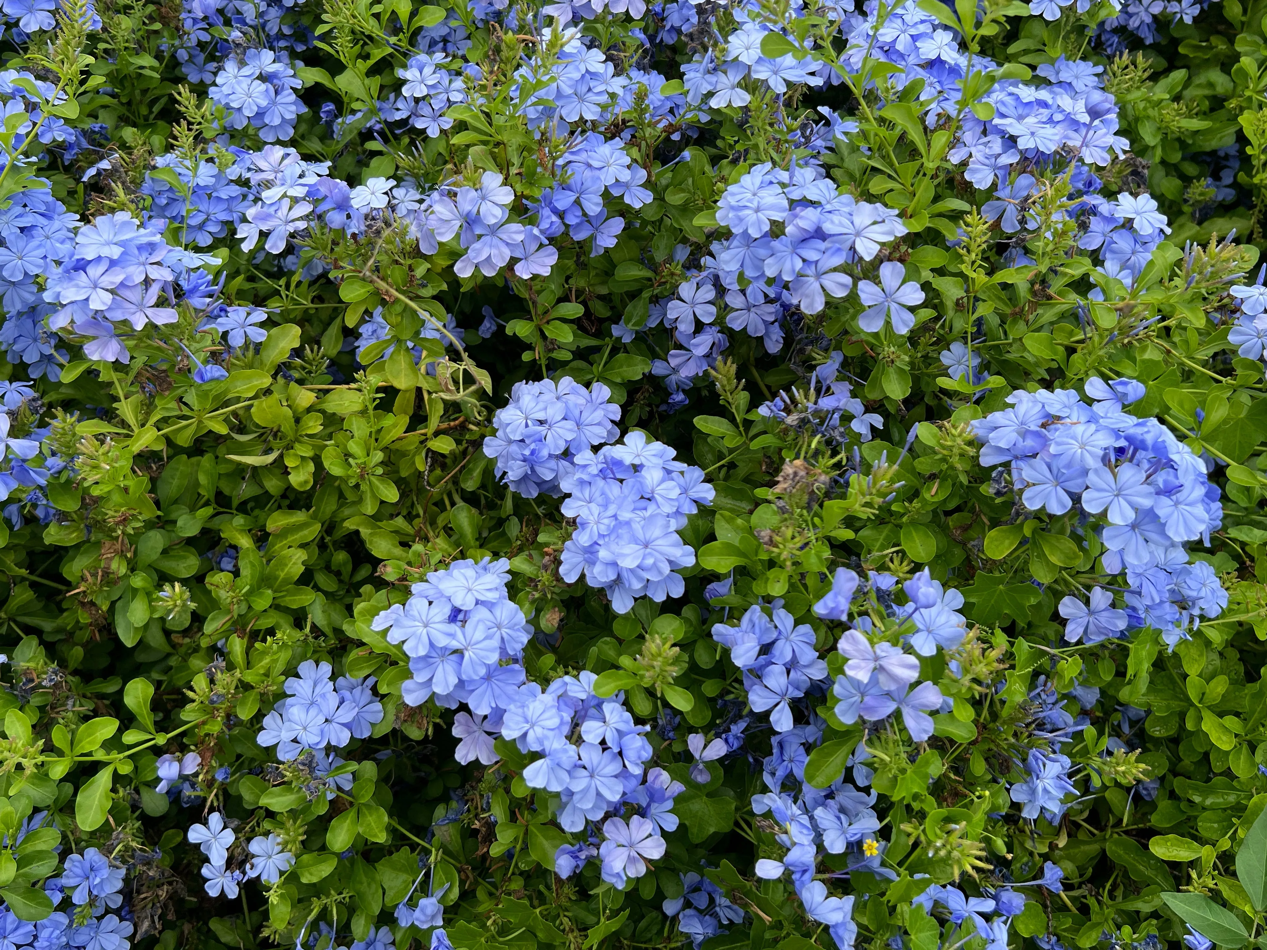 Plumbago Cape Leadplant Plumbago auriculata 10 Seeds  USA Company