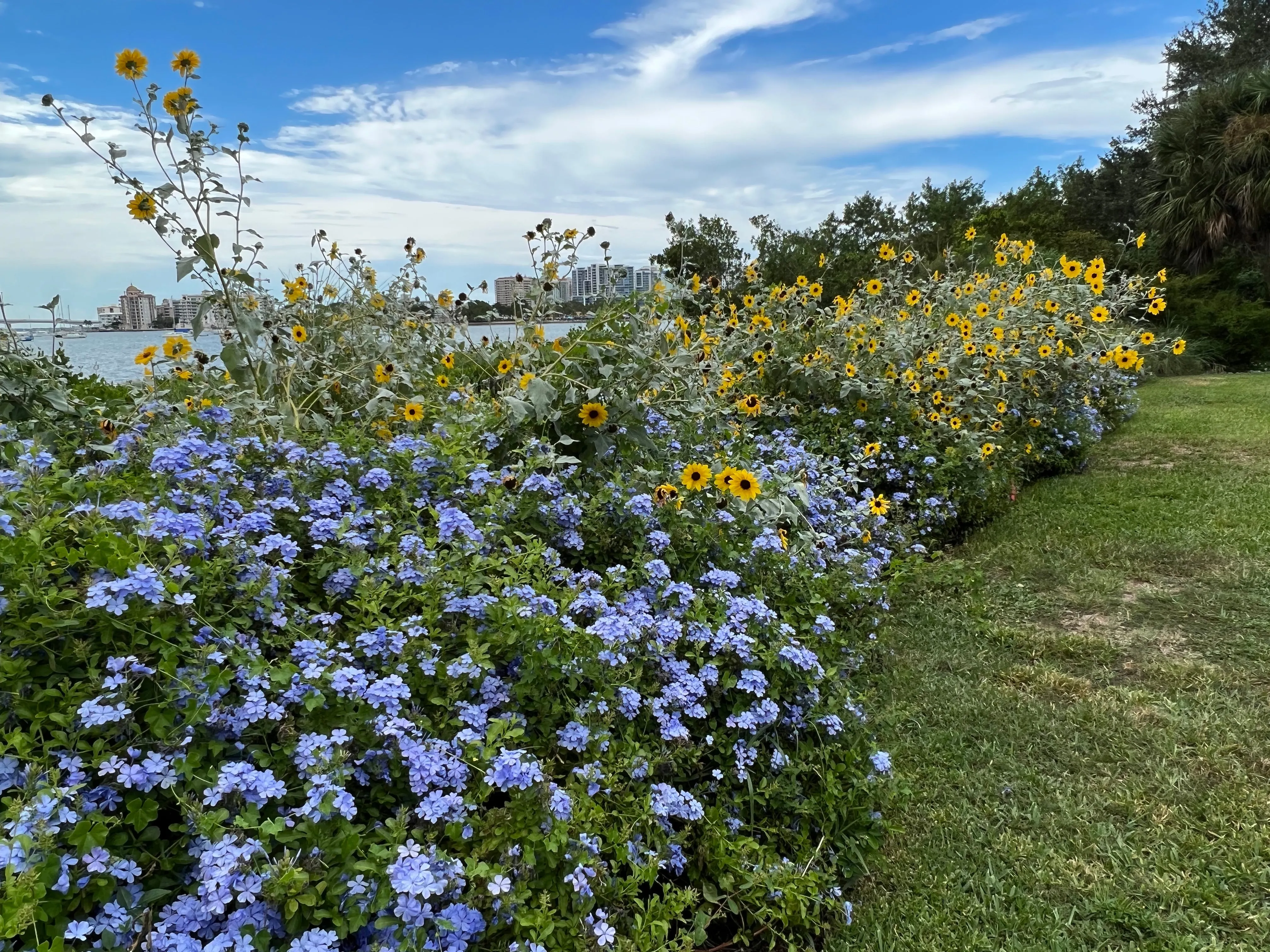 Plumbago Cape Leadplant Plumbago auriculata 10 Seeds  USA Company