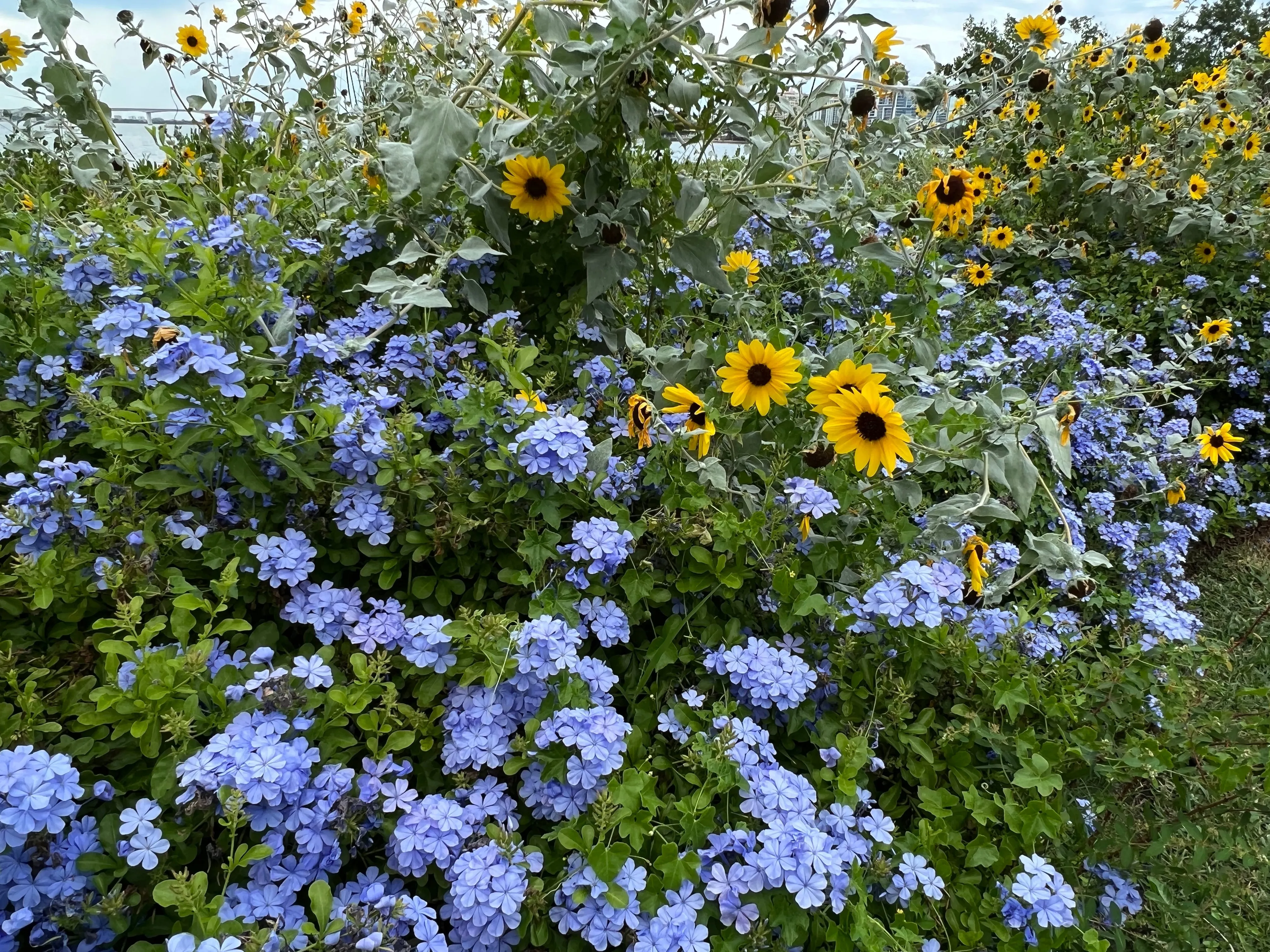 Plumbago Cape Leadplant Plumbago auriculata 10 Seeds  USA Company