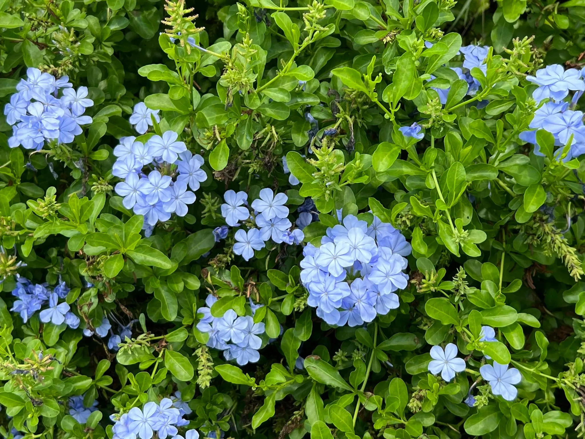 Plumbago Cape Leadplant Plumbago auriculata 10 Seeds  USA Company