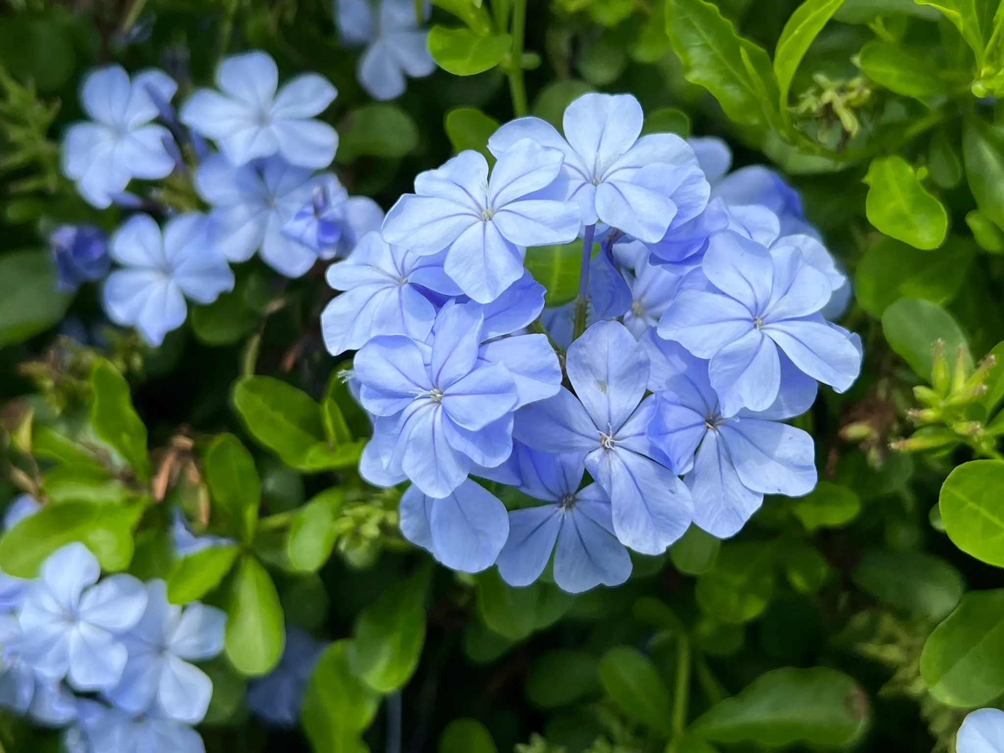 Plumbago Cape Leadplant Plumbago auriculata 10 Seeds  USA Company